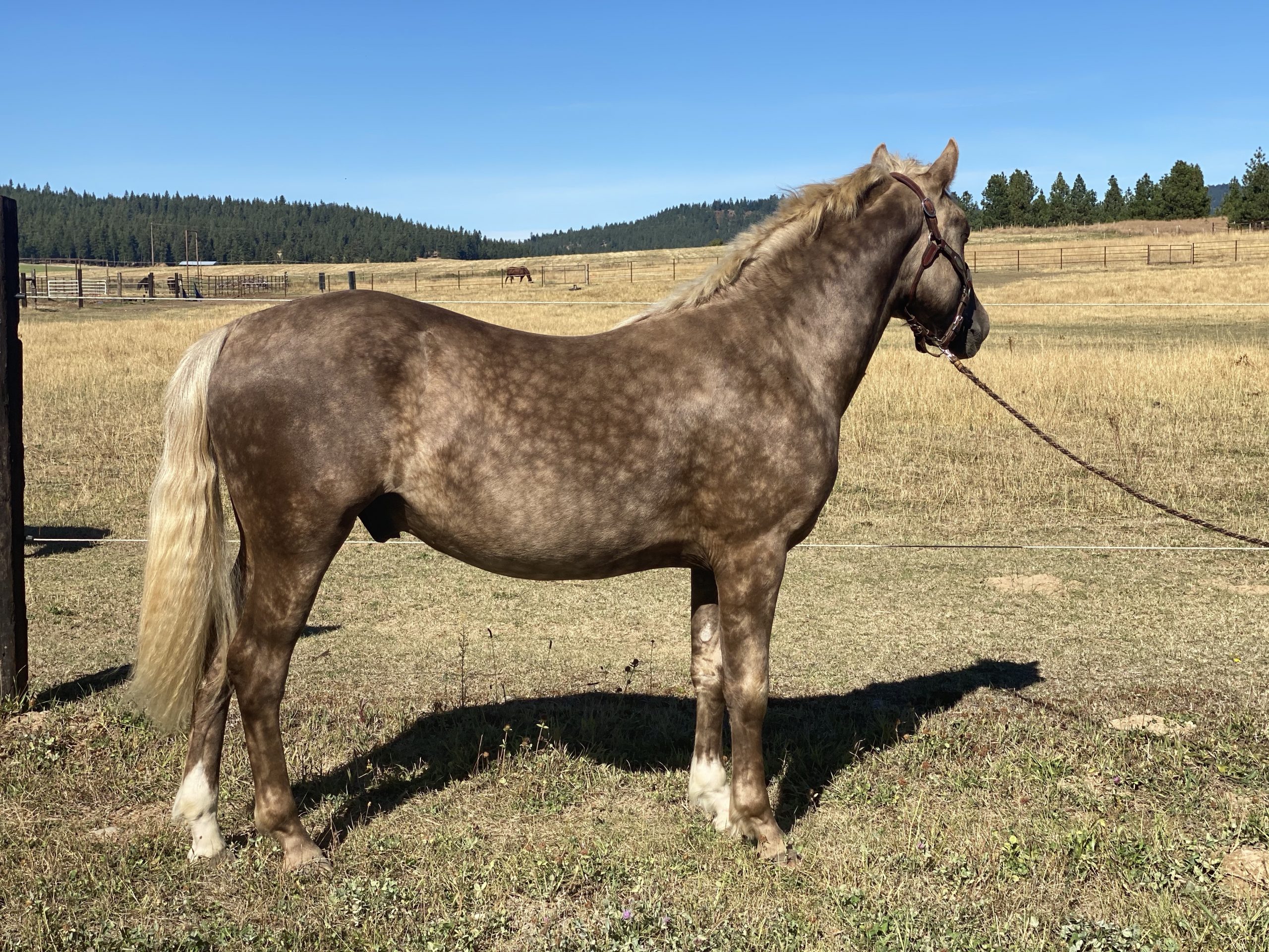 black dapple horse