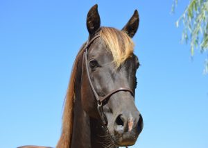 black silver dapple stallion head in the sky morgan stallion 
