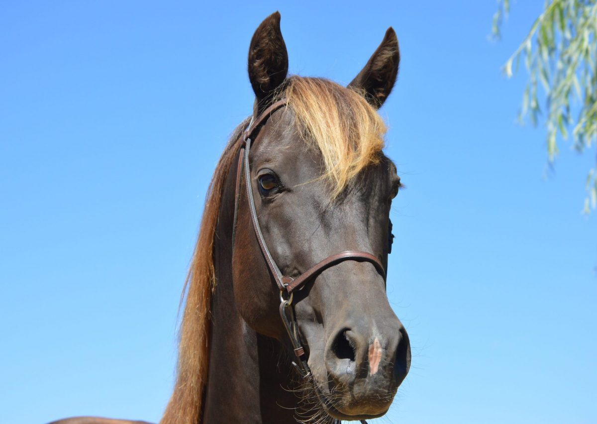Feather Is A Gaited Silver Dapple Morgan Horse Mare.
