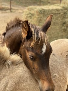 Morgan horse bay silver dapple filly for sale