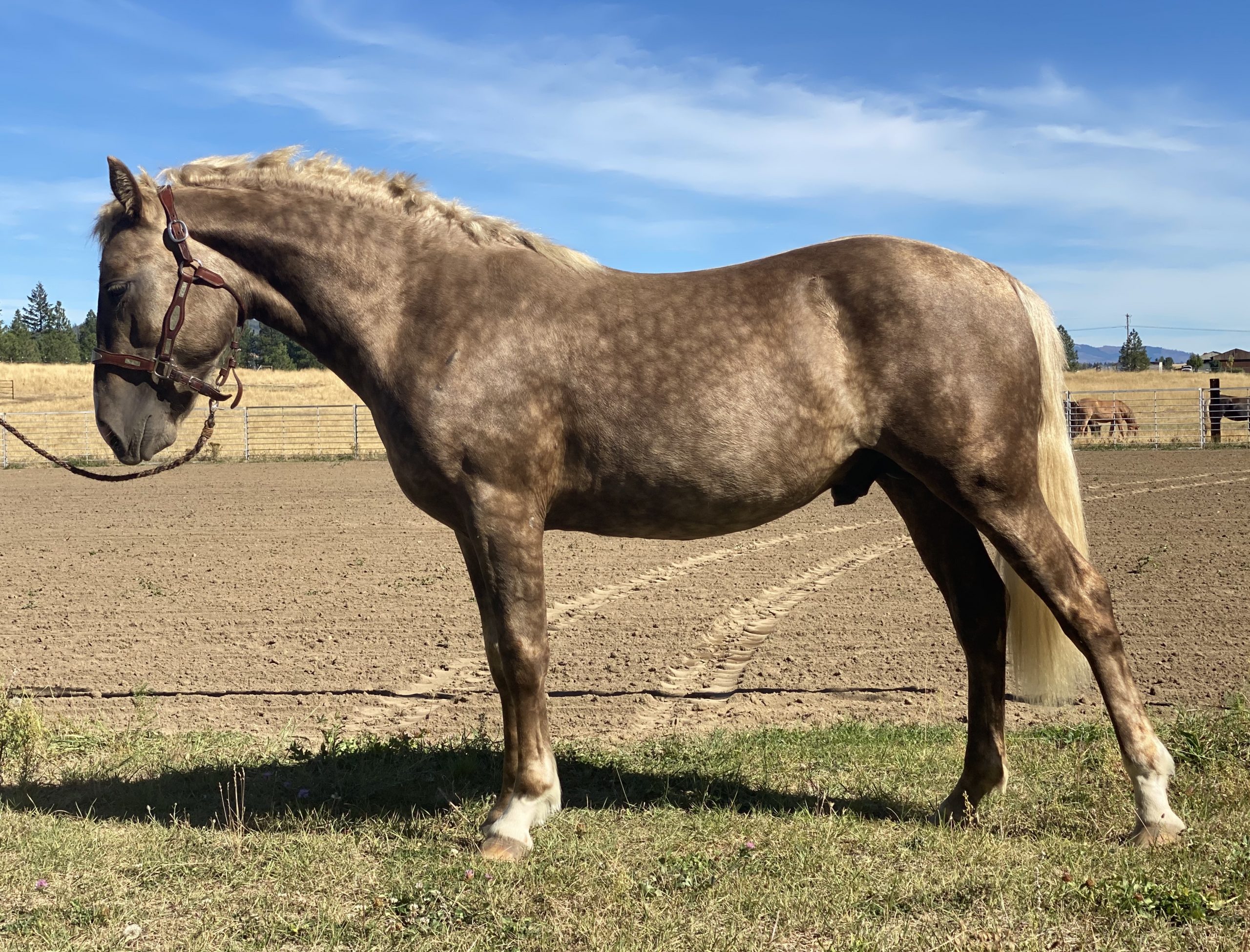 Silver Dapple Morgan Horses – Silver Dapple Morgan Horse Breeders in ...