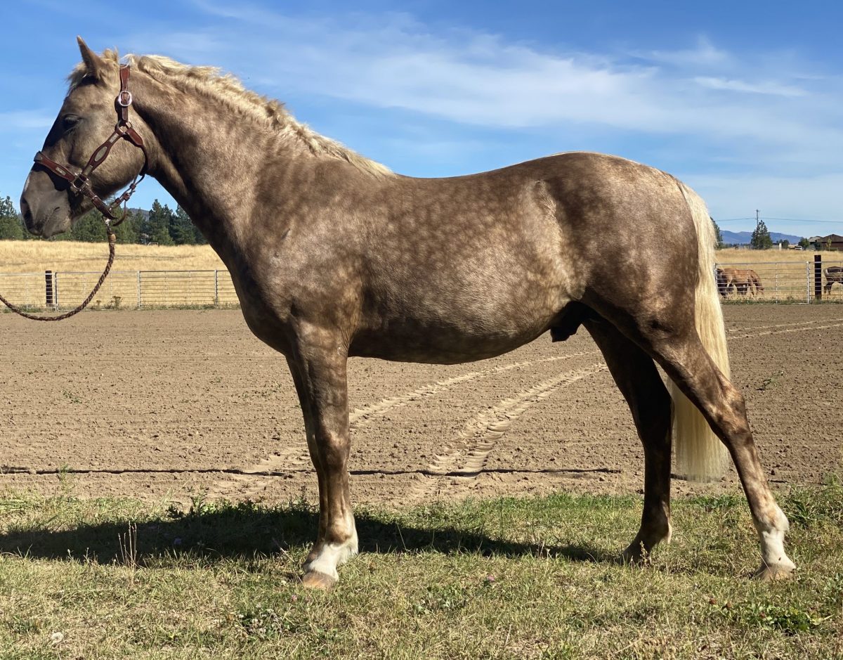 KDA Infinity Silver–“Brisby