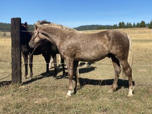 homozygous silver dapple Morgan Horse stallion washington state idaho montana 