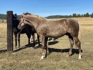 silver dapple Morgan horse stallion at stud 