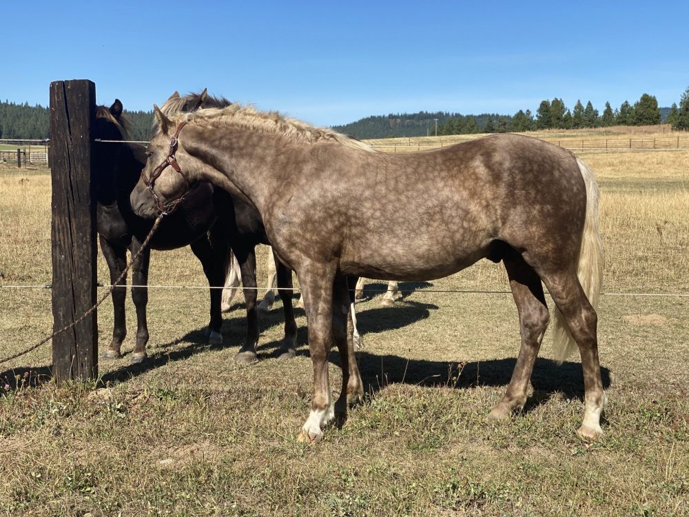 brown dapple horse