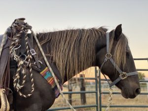 brown silver dapple mare saddled in sunset KDA Morgan Horses