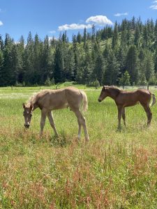 silver dapple foals in the field 