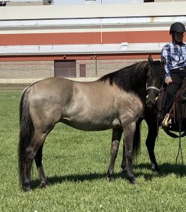 dun morgan mare at her horse show in montana