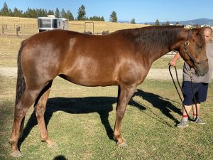 chestnut morgan mare in washington state foal for sale