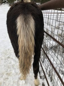 silver dapple foal tail