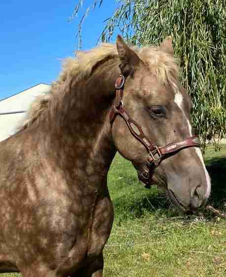 black dapple horse