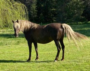 black silver dapple mare morgan horse