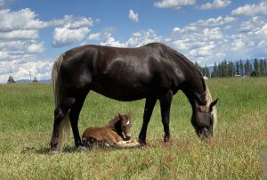 silver dapple mare and foal in pasture