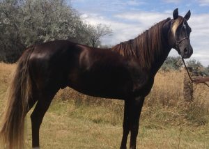 LMSterling Shining Knight black silver dapple morgan stallion summer pose