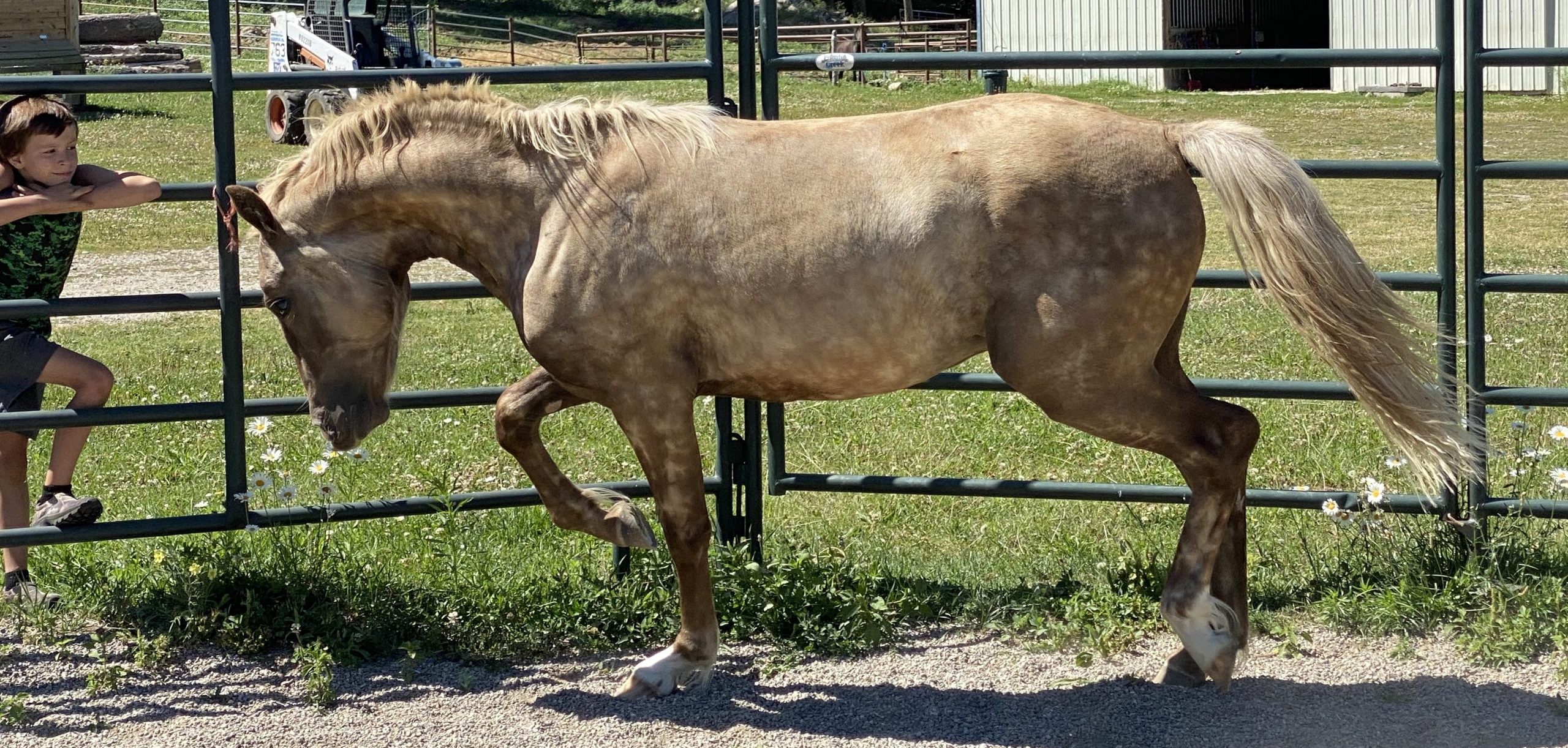 Stallion - Brisby - KDA Infinity Silver At KDA Morgan Horses In Elk WA
