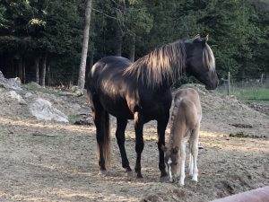 morgan horses of color mare and foal 