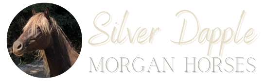 Silver Dapple Morgan Horses
