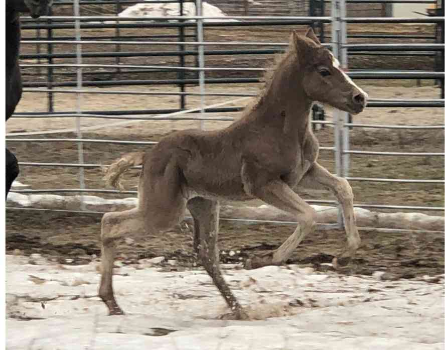 Silver Dapple Morgan Foal 2