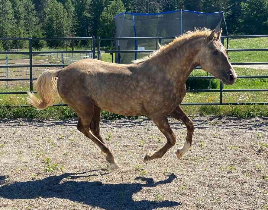 Silver Dapple Morgan Horse Cantering