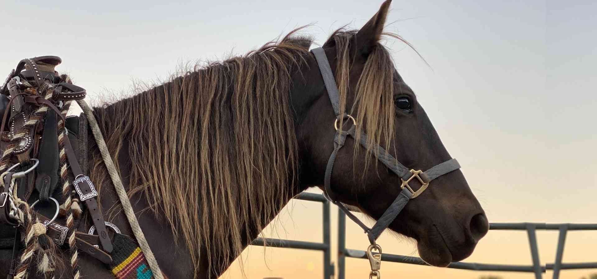 Silver-Dapple-Morgan-Horse-Home-1