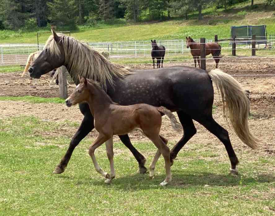 Silver Dapple Morgan Mare and Foal 1