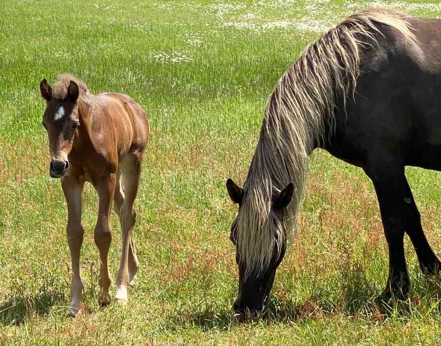 Silver Dapple Morgan Mare and Foal 2